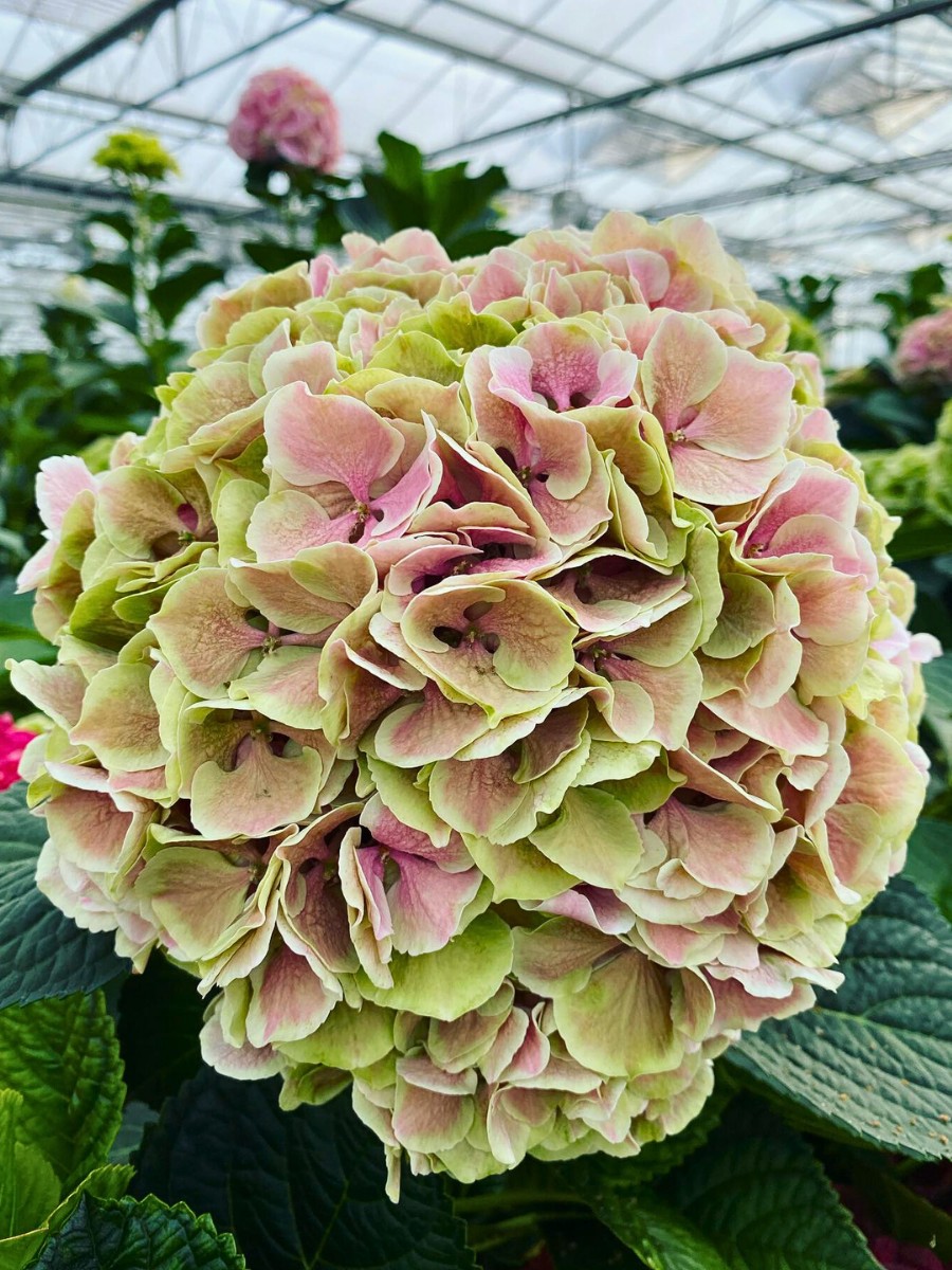 PerlaNova’s Fusion hydrangeas. Michael ‘Mr. Plant Geek’ Perry: PerlaNova’s Fusion Line of Hydrangeas.