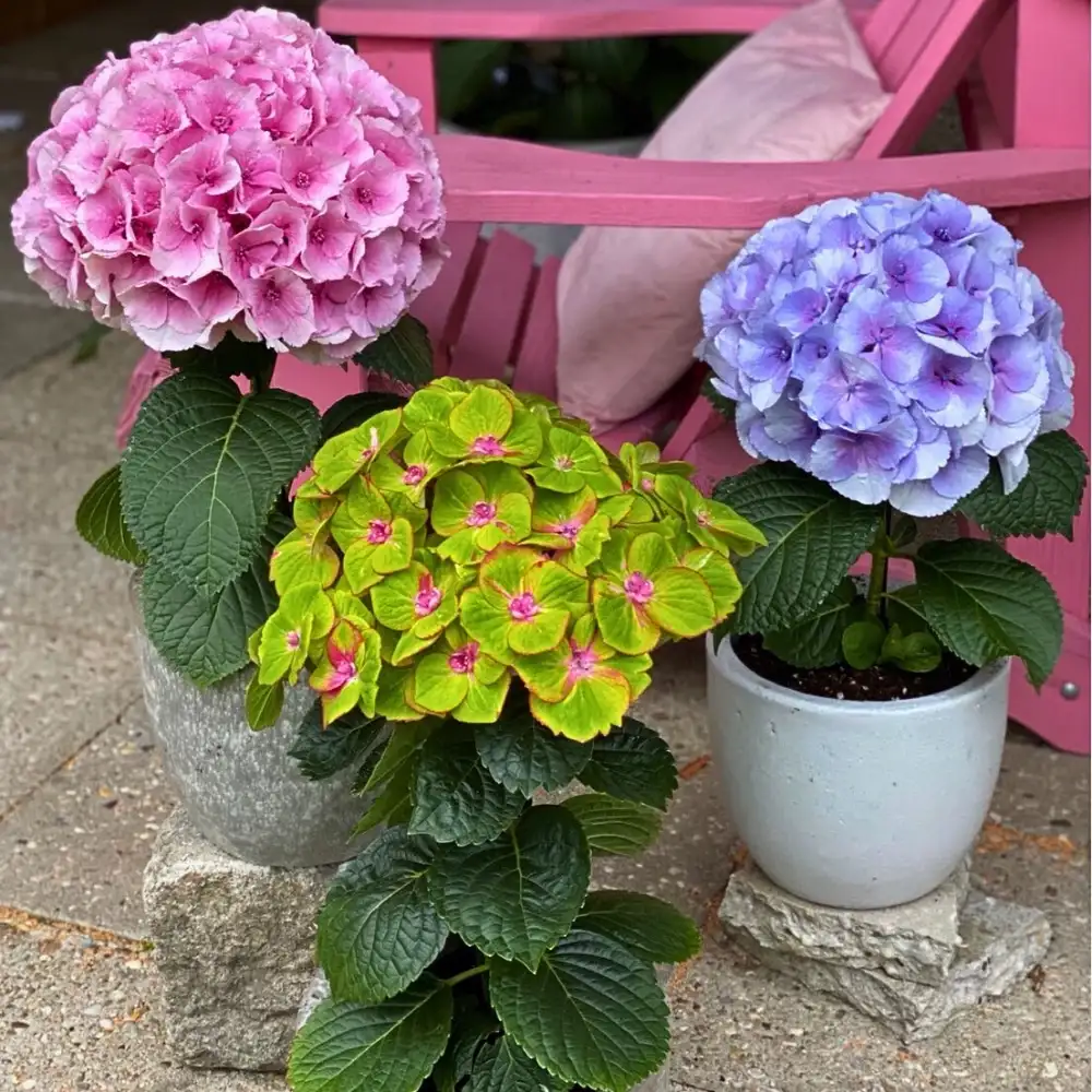Michael ‘Mr. Plant Geek’ Perry: PerlaNova’s Fusion Line of Hydrangeas.