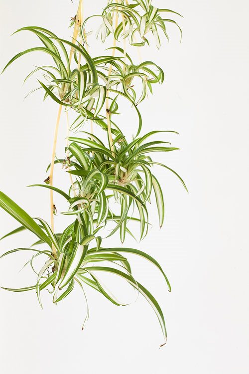 9 Tips for a Baby in a House Full of Houseplants - Mama botanica - Chlorophytum comosum grass lily - blog on thursd