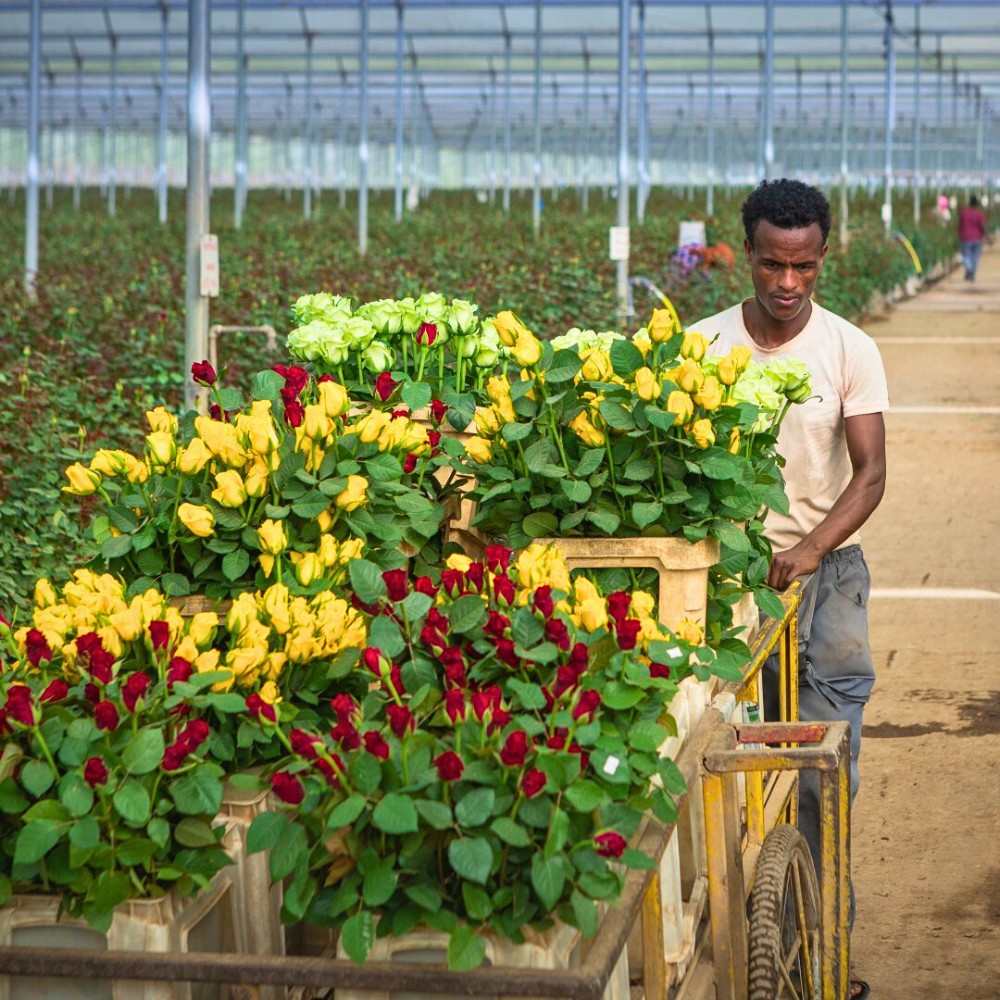 How Ethiopian Flowers Meet Global Quality and Consistency Standards