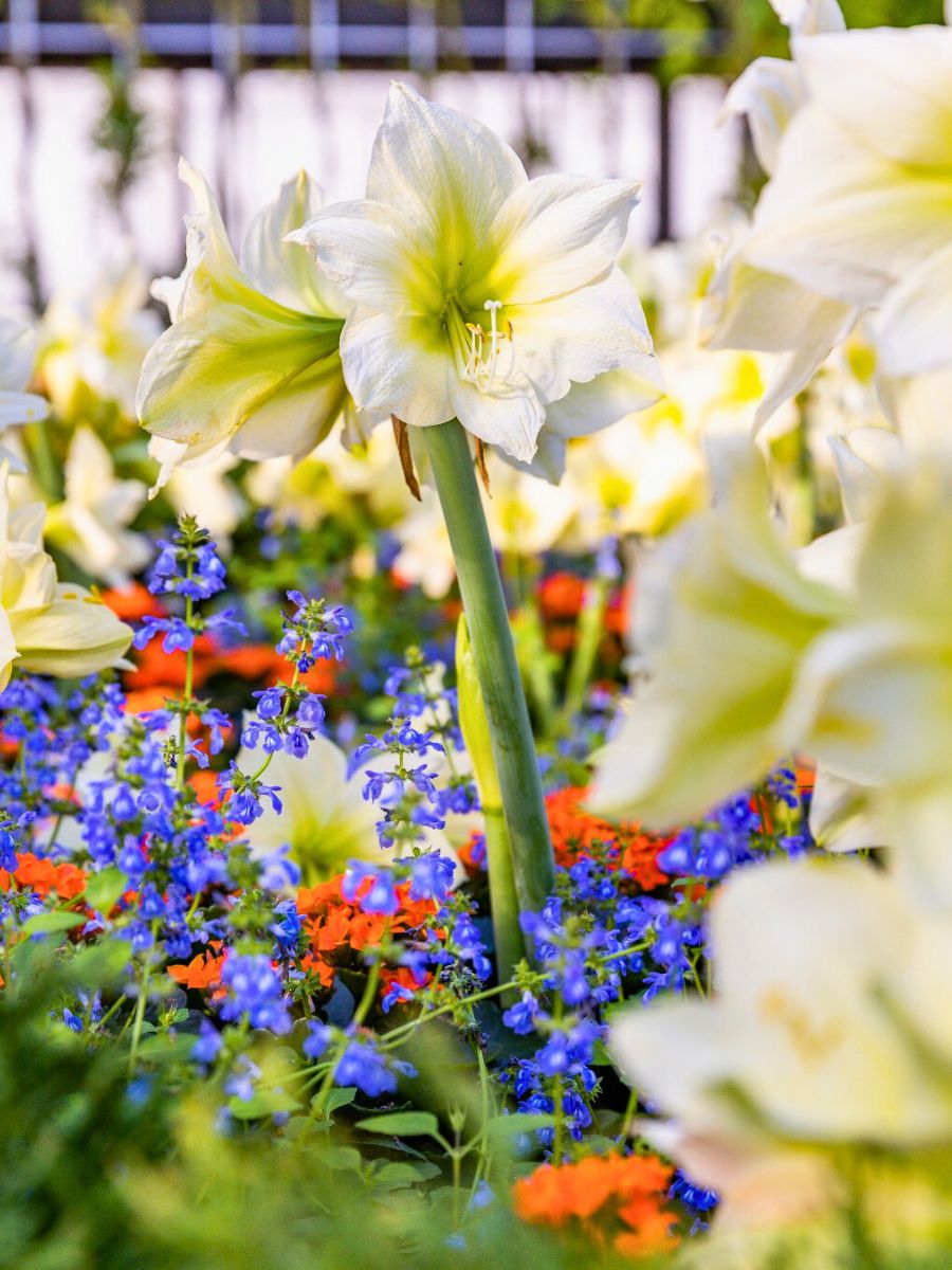 Flowers at Longwood Gardens