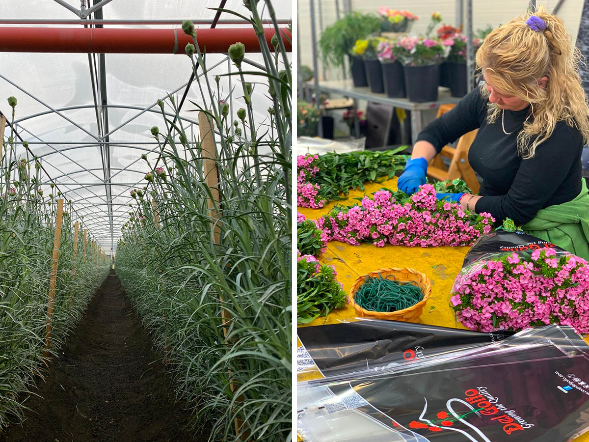 Del Golfo greenhouse warehouse