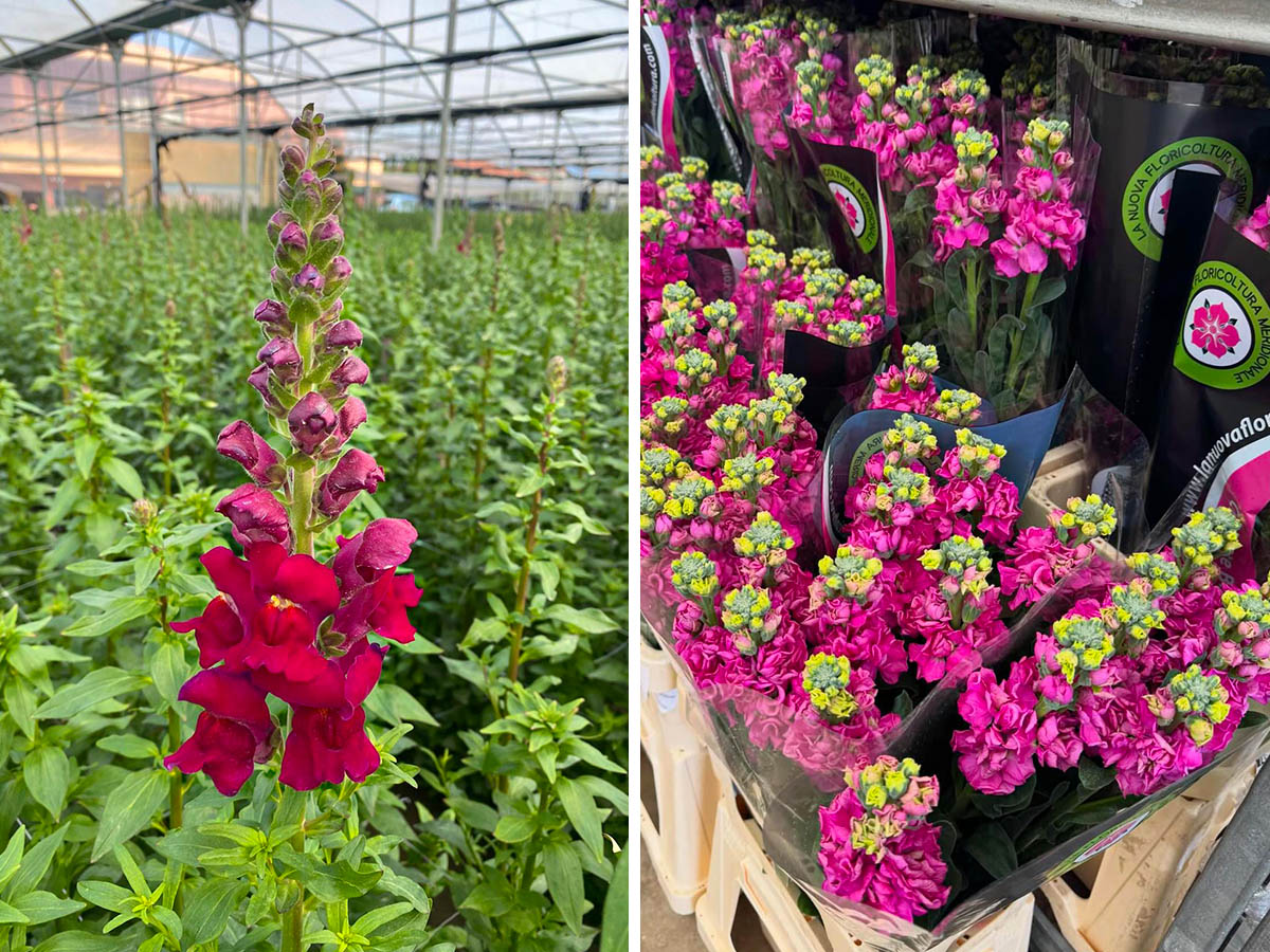 La Nuova Floricoltura Matthiola greenhouse warehouse