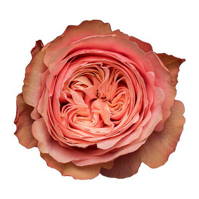 Rose Kahala Cut flower on Thursd