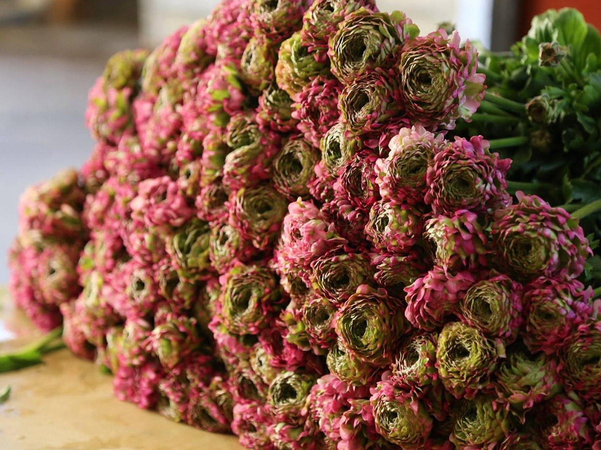 Piazza dei Fiori pink Ranunculus on table