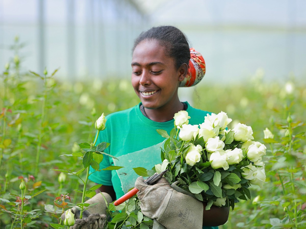How Ethiopian Flowers Meet Global Quality and Consistency Standards