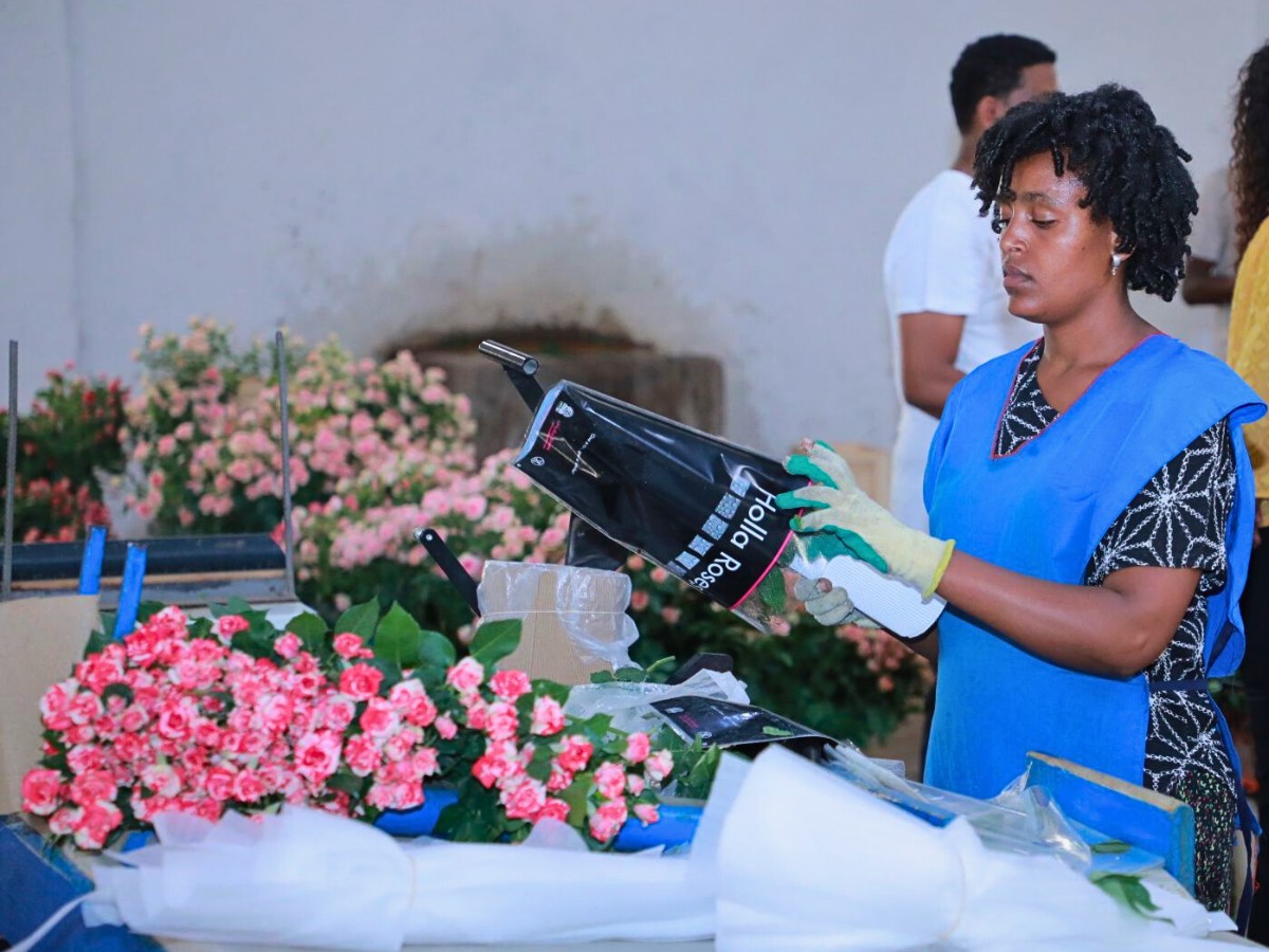 Ethiopia&rsquo;s Floriculture Continues to Surpass Market Quality and Consistency Requirements. The Ethiopian Horticulture Producer Exporters Association (EHPEA) Plays a Leading Role in Achieving This.