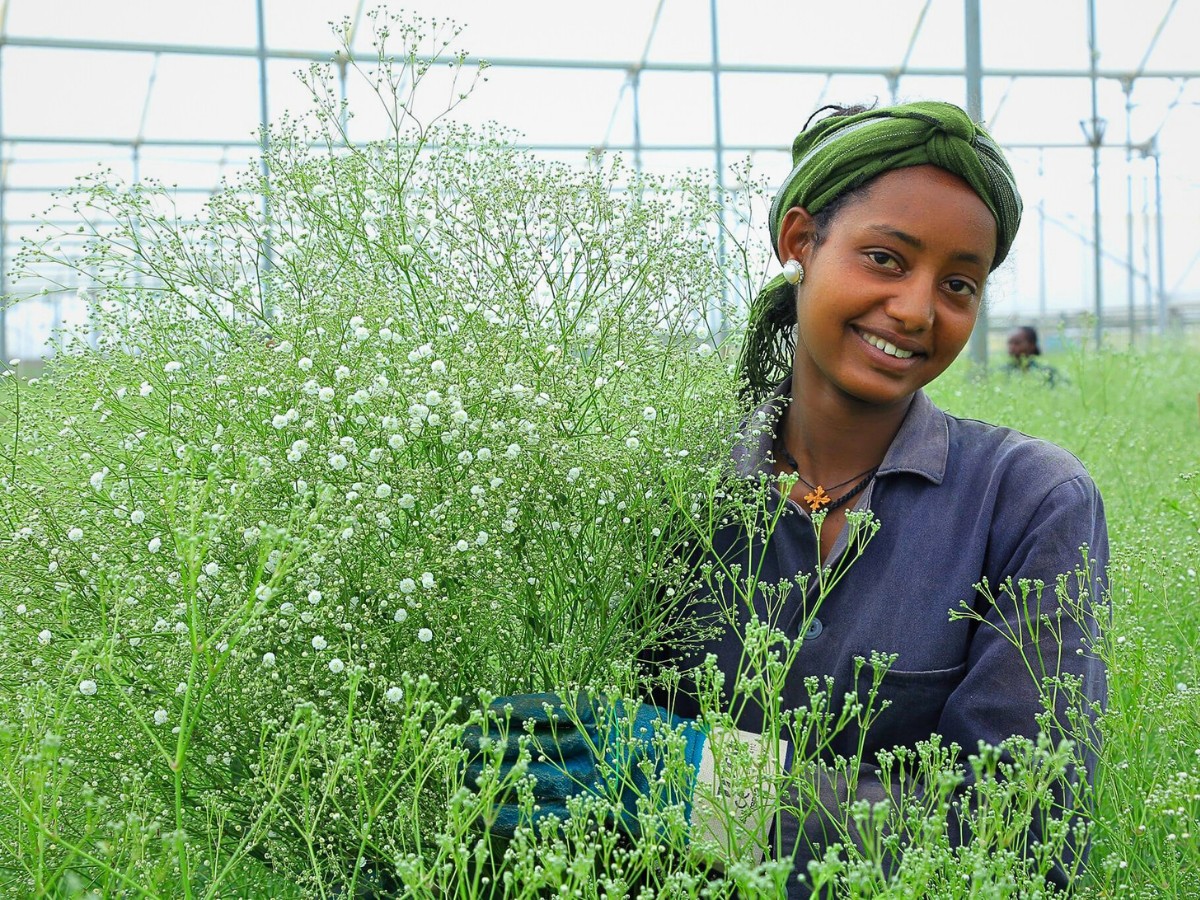 Ethiopia&rsquo;s Floriculture Continues to Surpass Market Quality and Consistency Requirements. The Ethiopian Horticulture Producer Exporters Association (EHPEA) Plays a Leading Role in Achieving This.