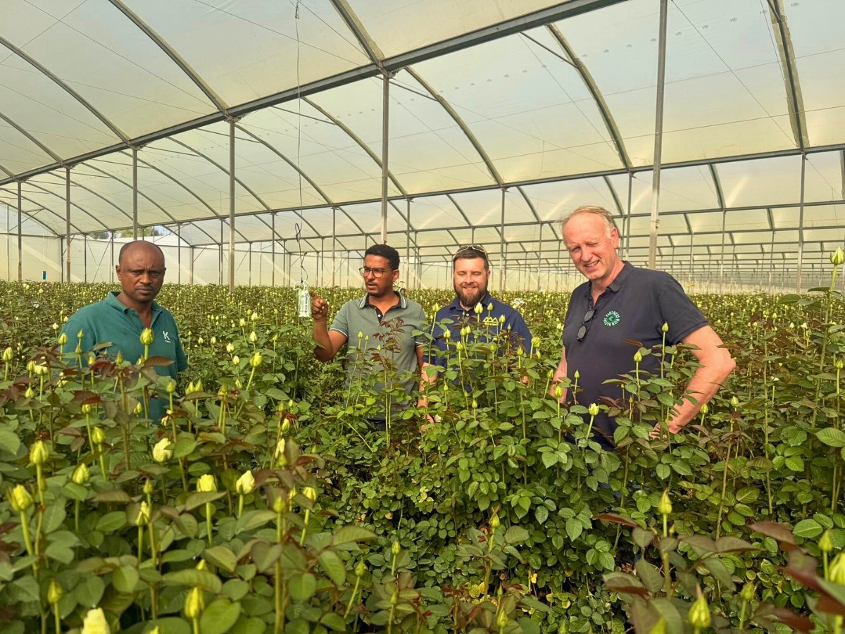 Ethiopia&rsquo;s Floriculture Continues to Surpass Market Quality and Consistency Requirements. The Ethiopian Horticulture Producer Exporters Association (EHPEA) Plays a Leading Role in Achieving This.