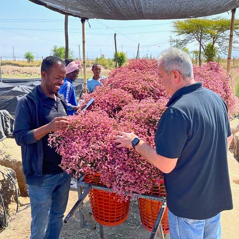 Ethiopia&rsquo;s Floriculture Continues to Surpass Market Quality and Consistency Requirements. The Ethiopian Horticulture Producer Exporters Association (EHPEA) Plays a Leading Role in Achieving This.