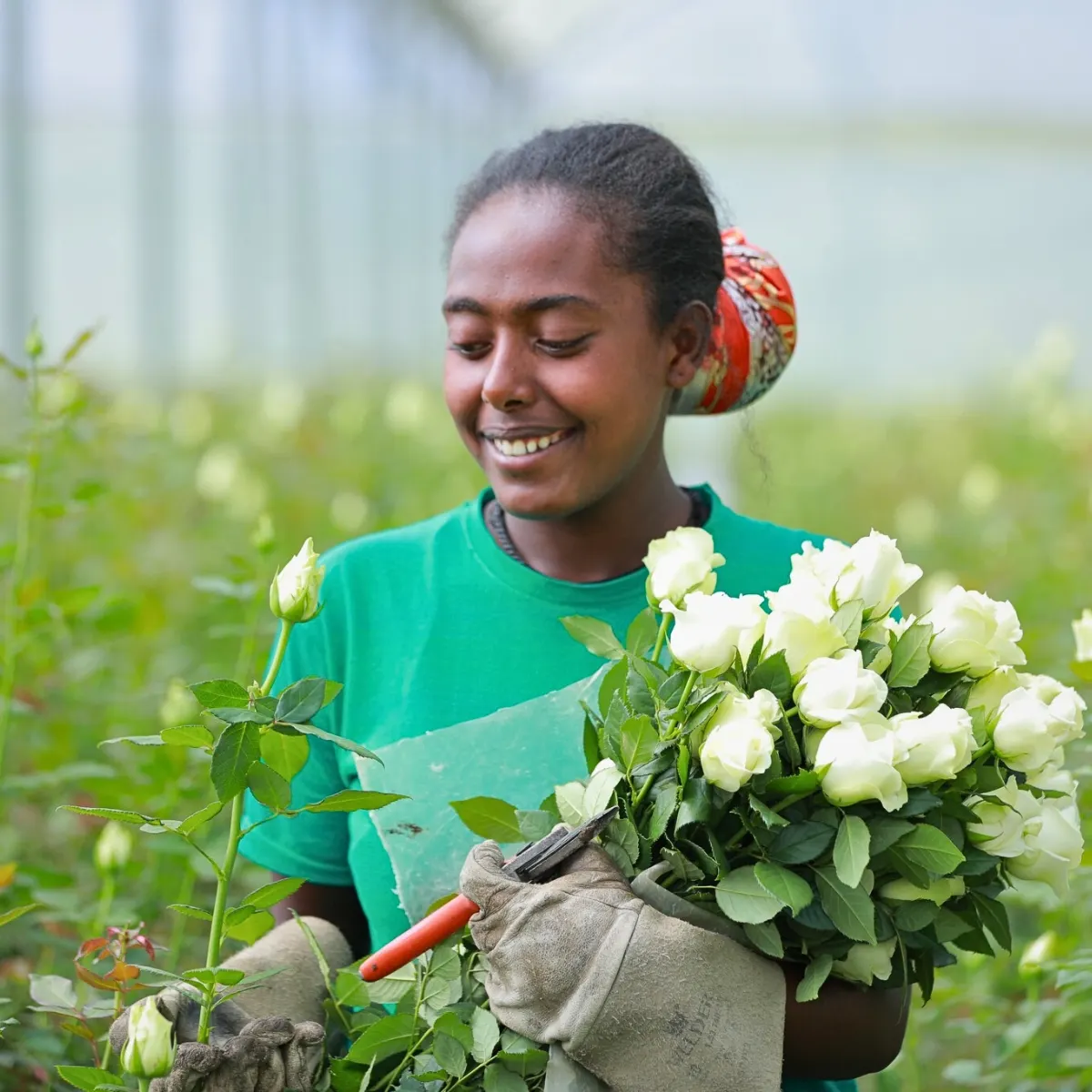 Ethiopia’s Floriculture Continues to Surpass Market Quality and Consistency Requirements. The Ethiopian Horticulture Producer Exporters Association (EHPEA) Plays a Leading Role in Achieving This.