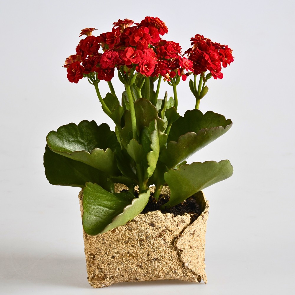 From Waste to Plant Pots: Rethinking What a Plant Pot Can Be