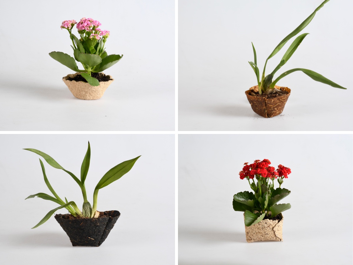 From Waste to Plant Pots: Rethinking What a Plant Pot Can Be