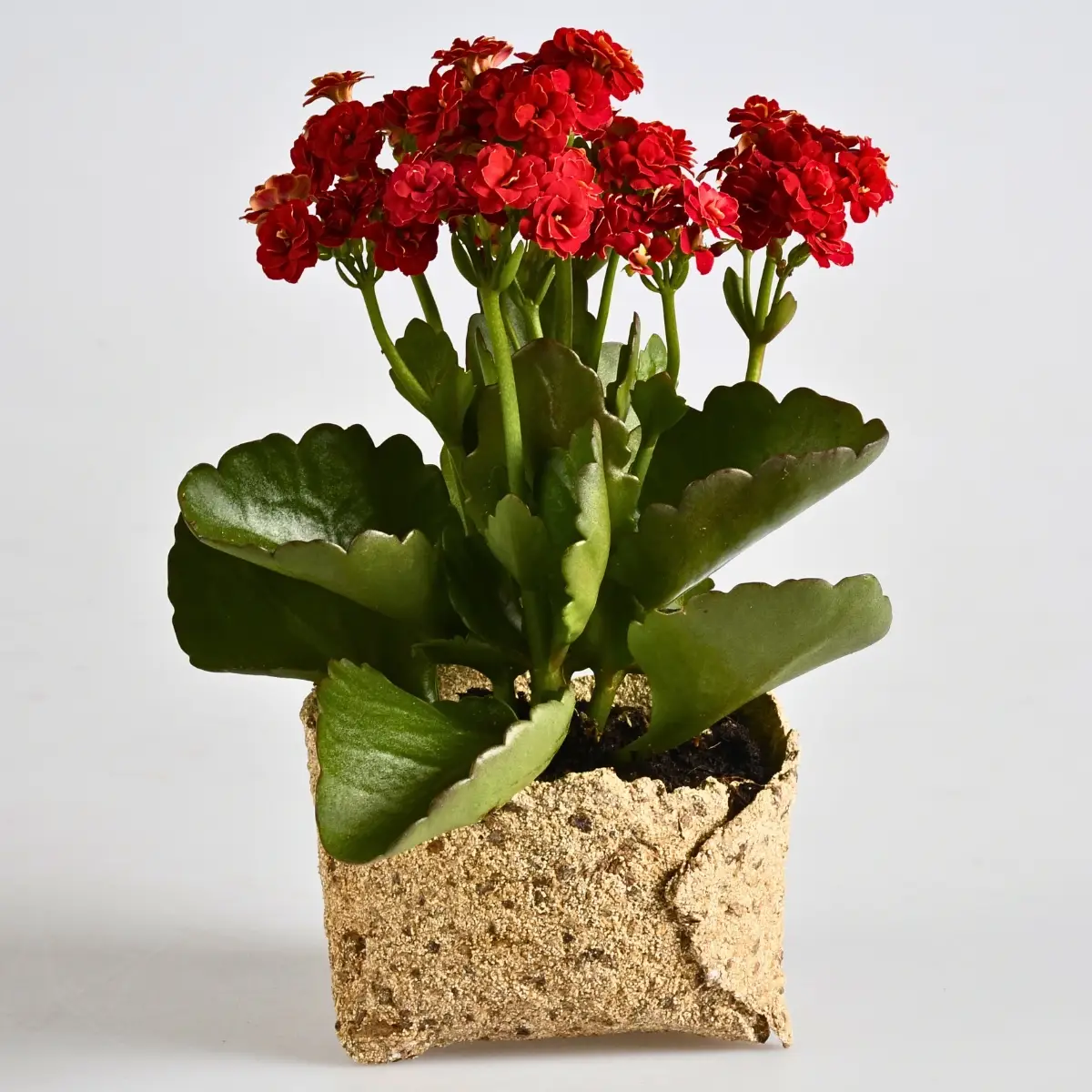 From Waste to Plant Pots: Rethinking What a Plant Pot Can Be