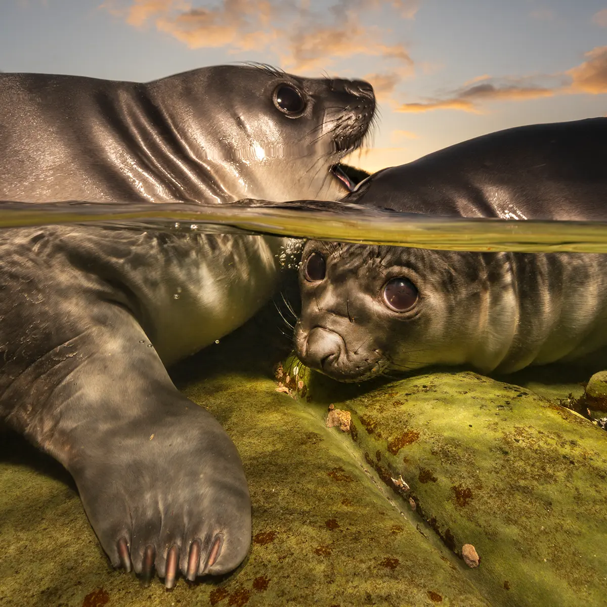 UPY 2026 Dynamic Feature