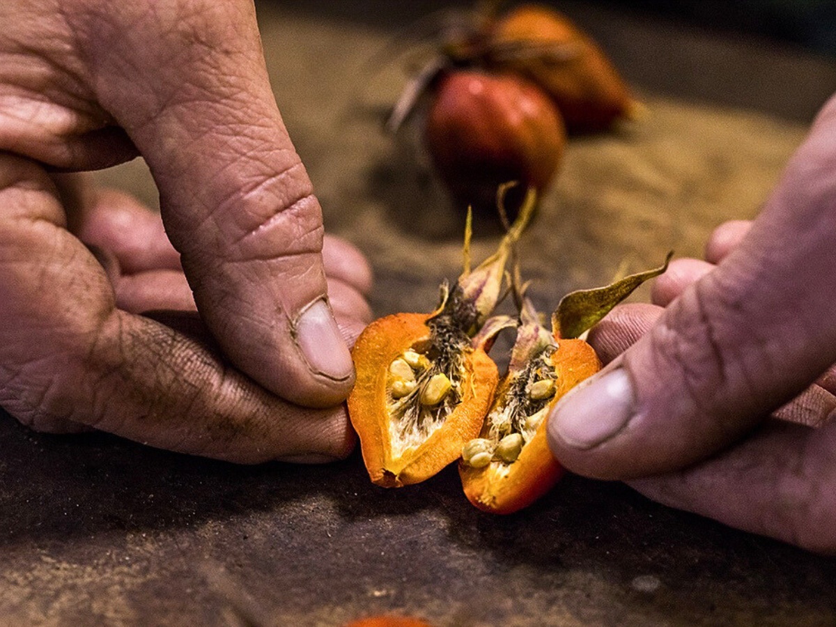 How Does Rose Breeding Work? 