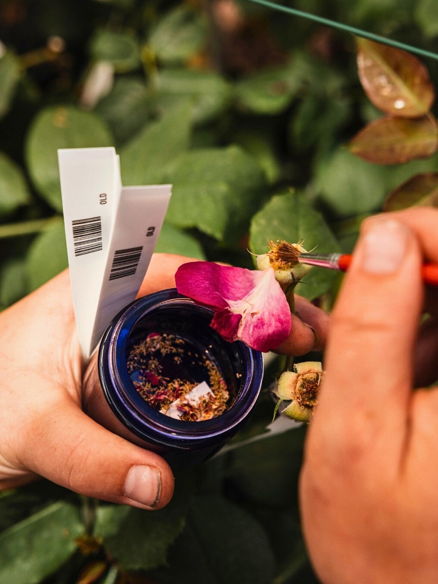 How Does Rose Breeding Work? The Long Process of Creating New Varieties