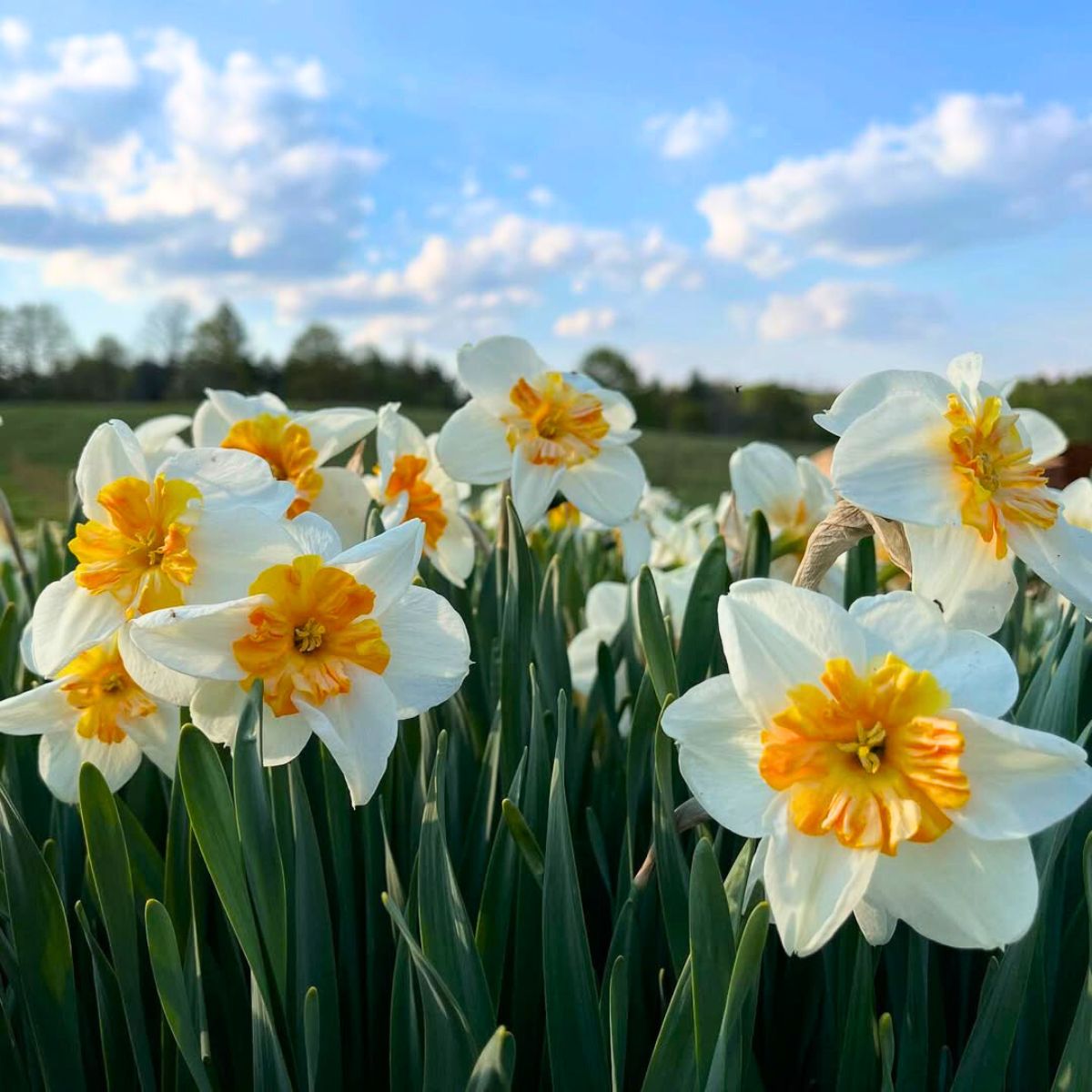 Daffodils in a field