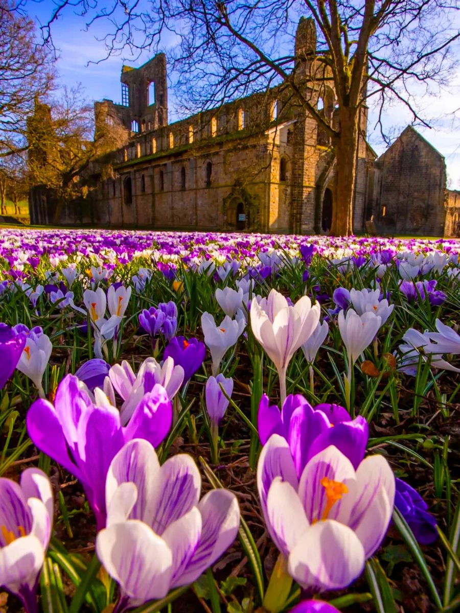 Crocus field in Yorkshire for spring