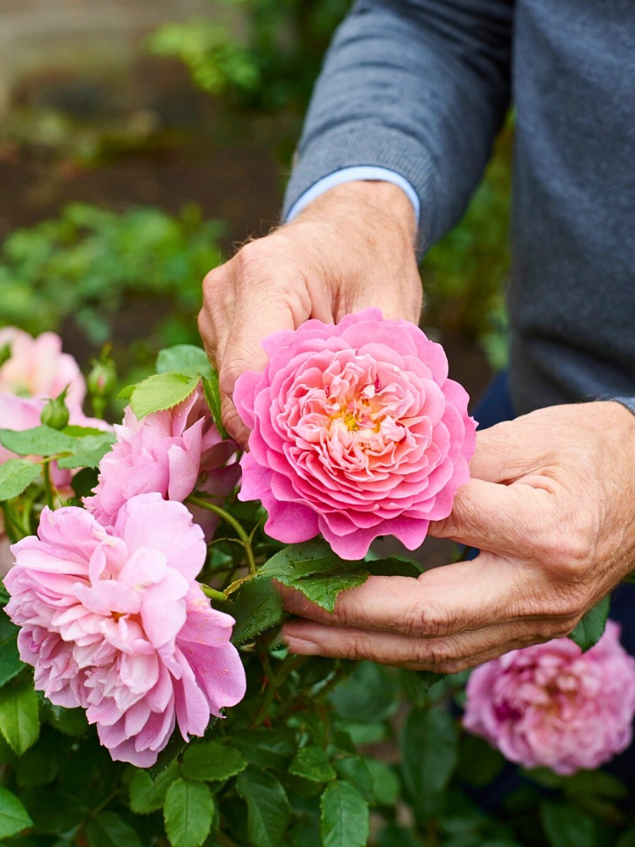 How Does Rose Breeding Work? 