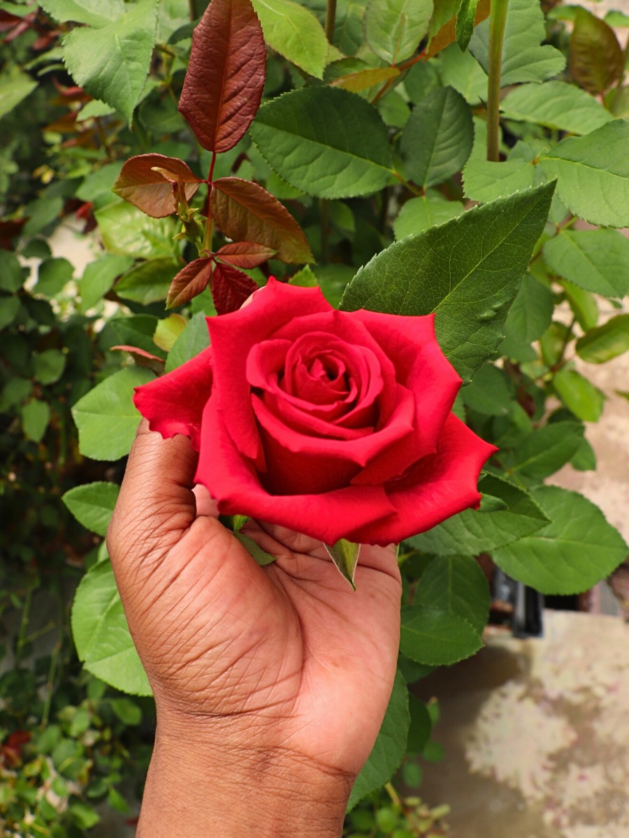 How Does Rose Breeding Work? The Long Process of Creating New Varieties