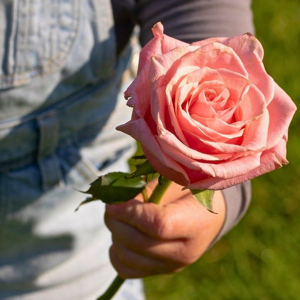 How Does Rose Breeding Work? 