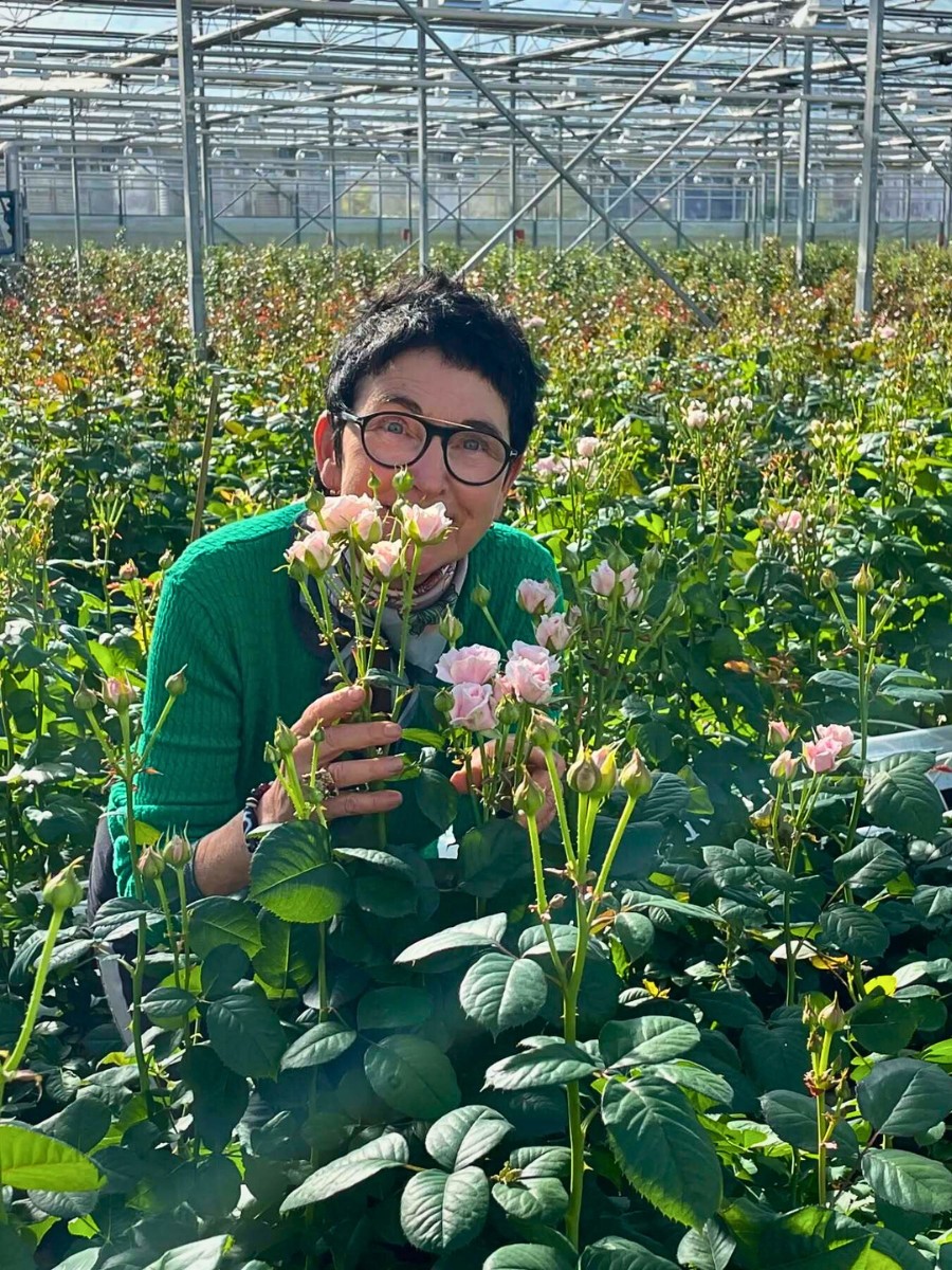 How Does Rose Breeding Work? The Long Process of Creating New Varieties