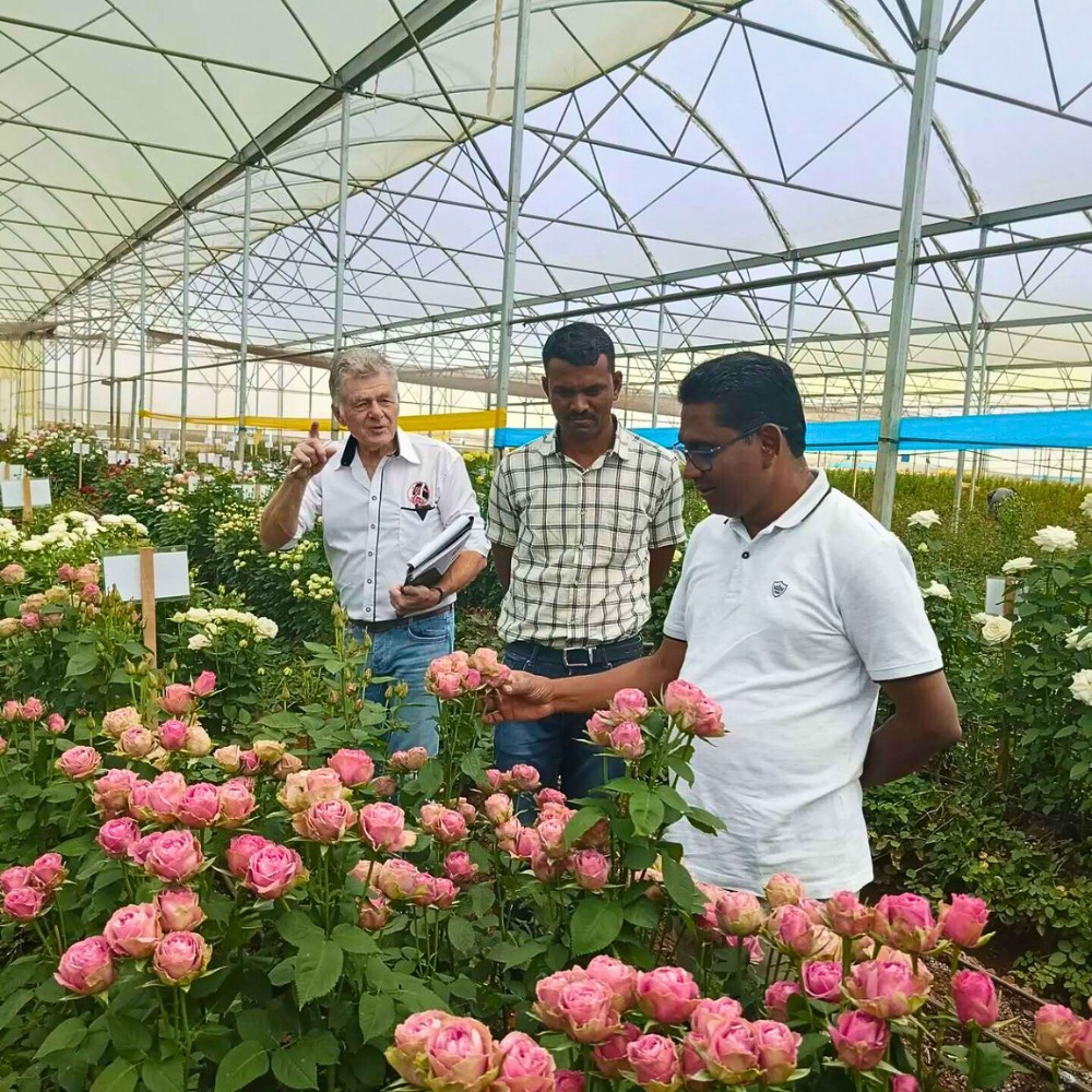 How Does Rose Breeding Work? The Long Process of Creating New Varieties