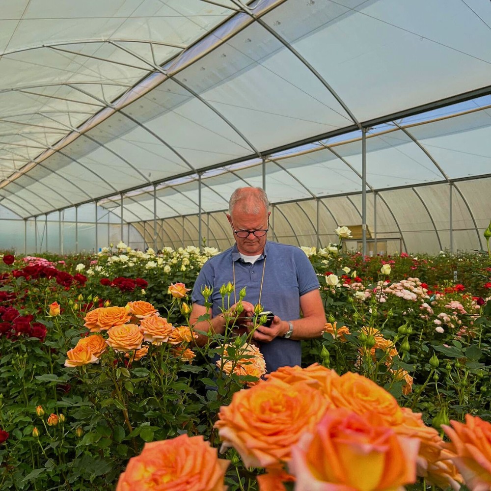 How Does Rose Breeding Work? The Long Process of Creating New Varieties