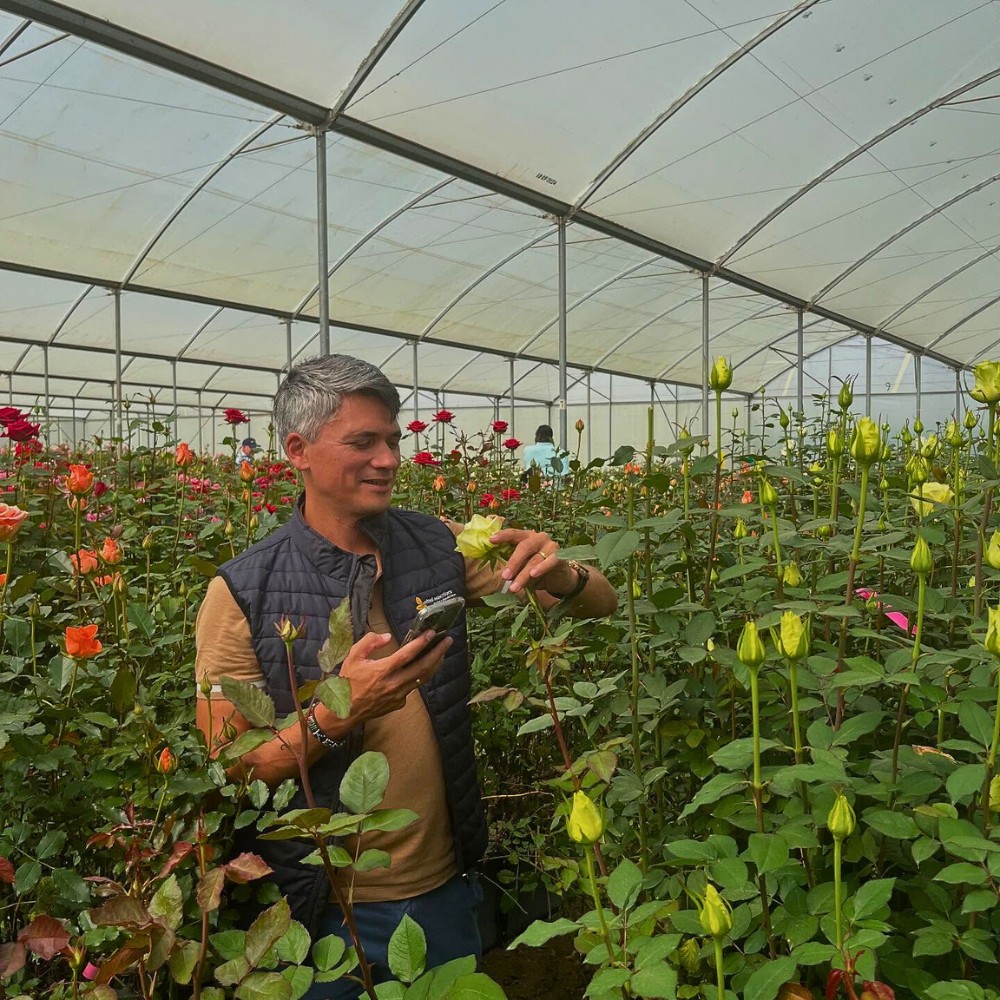 How Does Rose Breeding Work? 