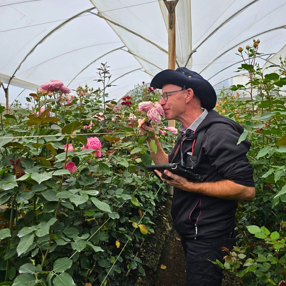 How Does Rose Breeding Work? The Long Process of Creating New Varieties