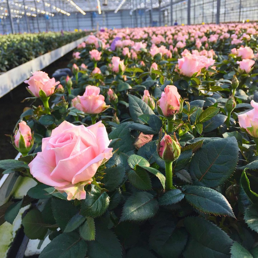 How Does Rose Breeding Work? The Long Process of Creating New Varieties