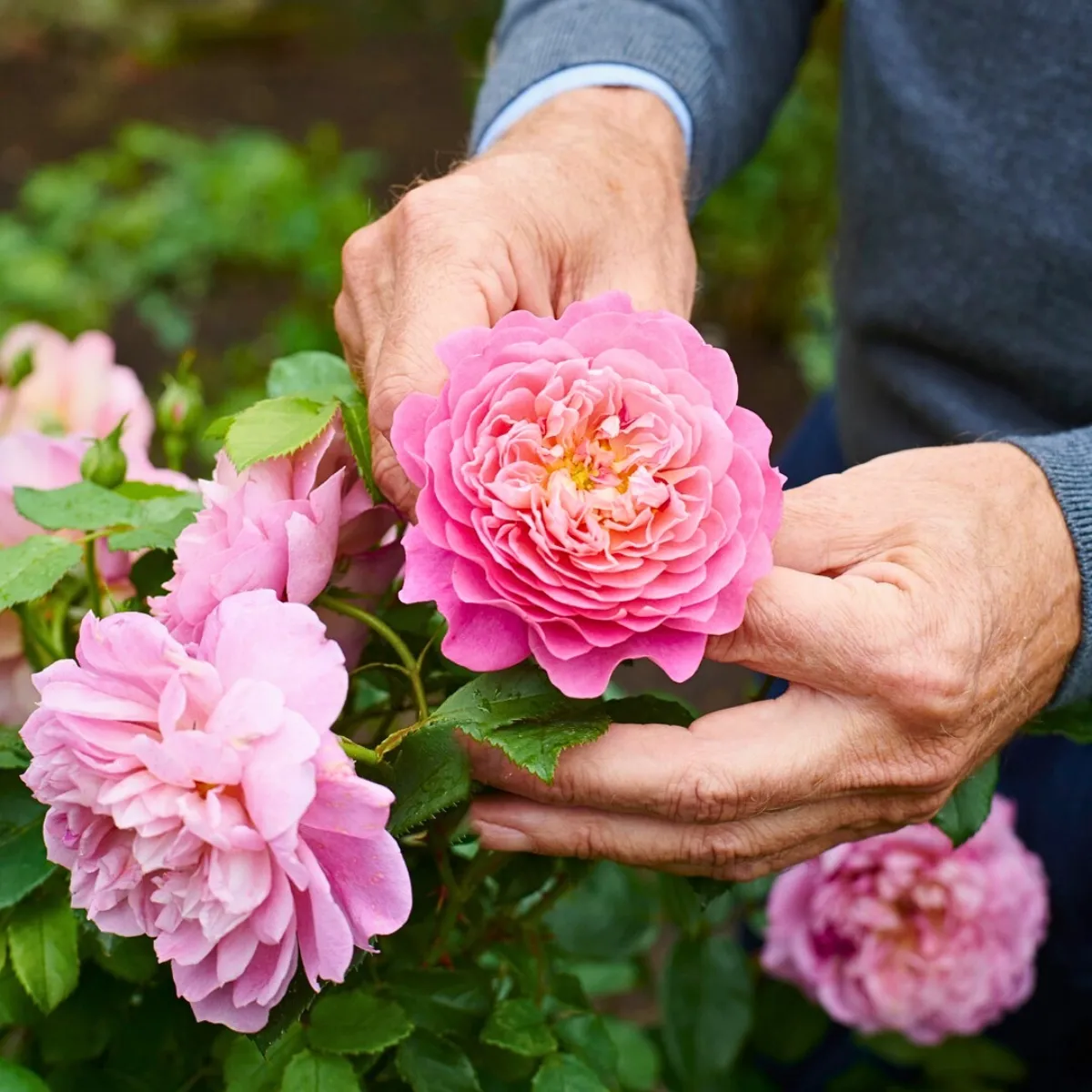 How Does Rose Breeding Work? The Long Process of Creating New Varieties