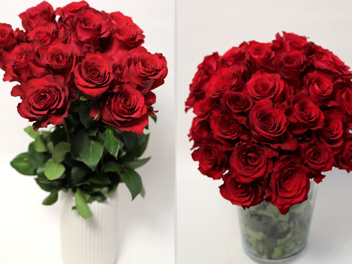 Red Monarch Meiriposo 