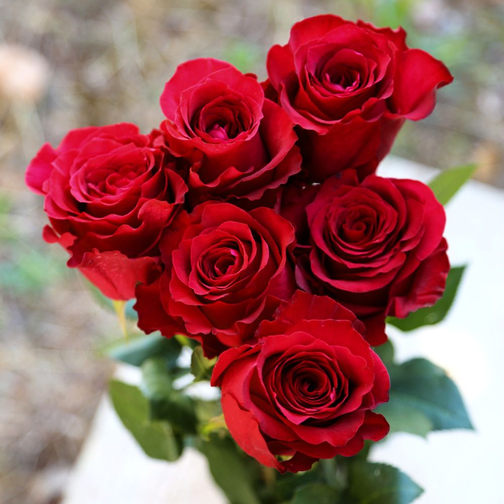 Rose Red Monarch Meiriposo