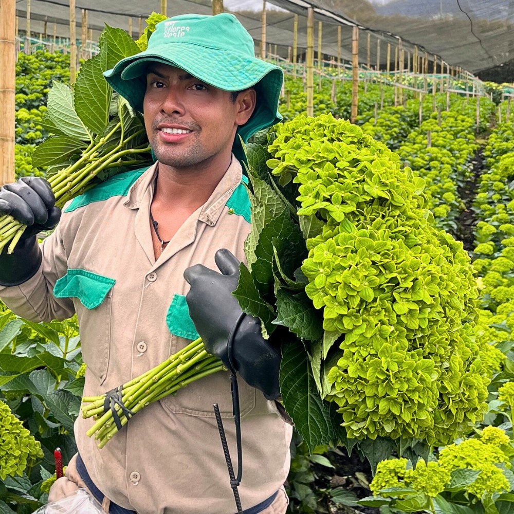 For Colombian floriculture, Asocolflores has been the umbrella organization ensuring the country&rsquo;s flowers gain and maintain a strong presence on global markets.