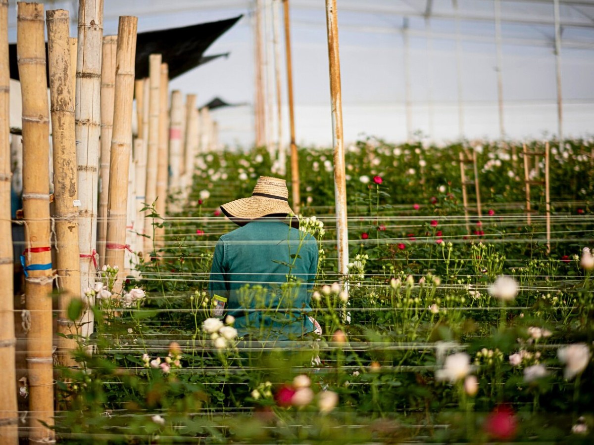 What Is Asocolflores? Asocolflores Is the National Association of Colombian Flower Exporters, a Guild That Has Shaped Colombia&rsquo;s Rise as One of the World&rsquo;s Leading Flower Suppliers Since the Early 1970s.