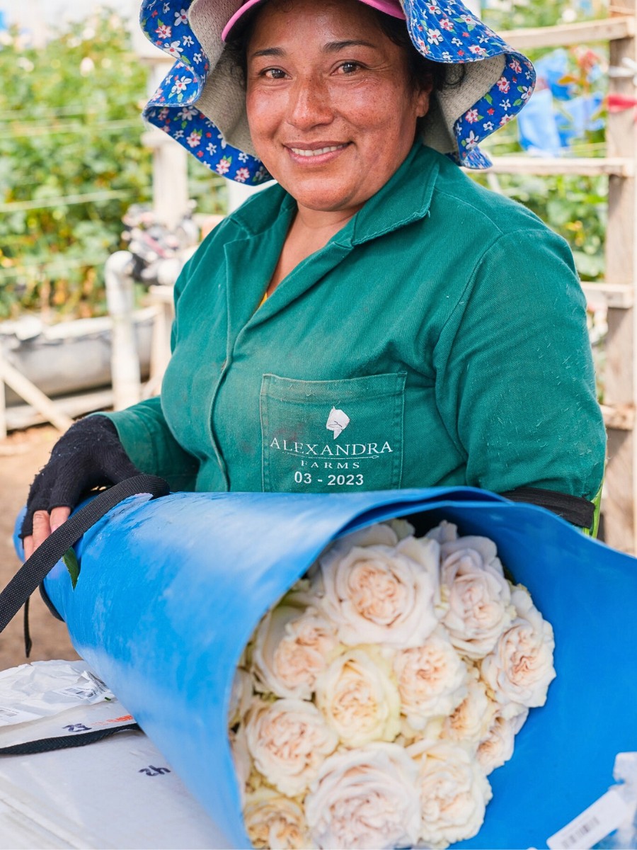 What Is Asocolflores? Asocolflores Is the National Association of Colombian Flower Exporters, a Guild That Has Shaped Colombia&rsquo;s Rise as One of the World&rsquo;s Leading Flower Suppliers Since the Early 1970s.