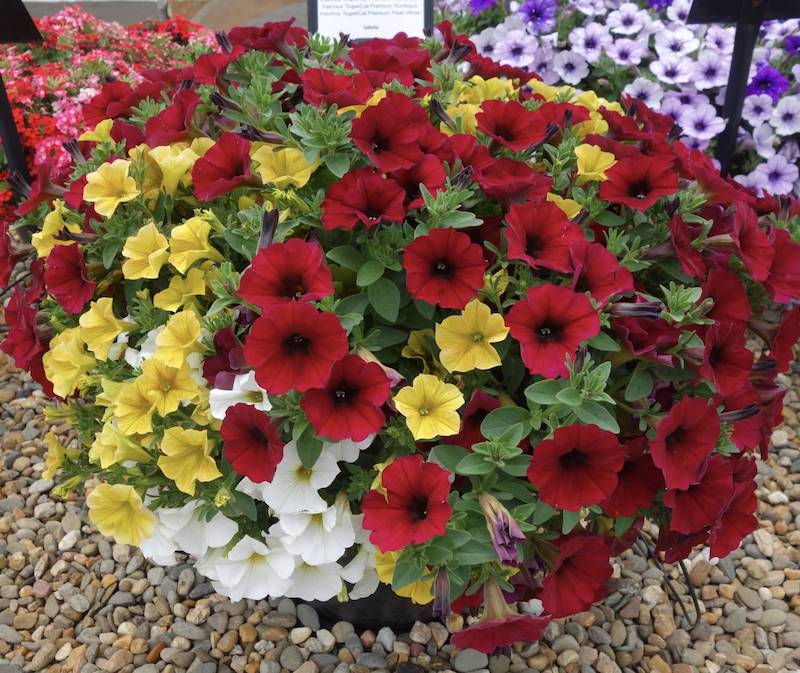 Colorful and Dynamic Containers in Alabama Petchoa SuperCal Premium Girl Mix