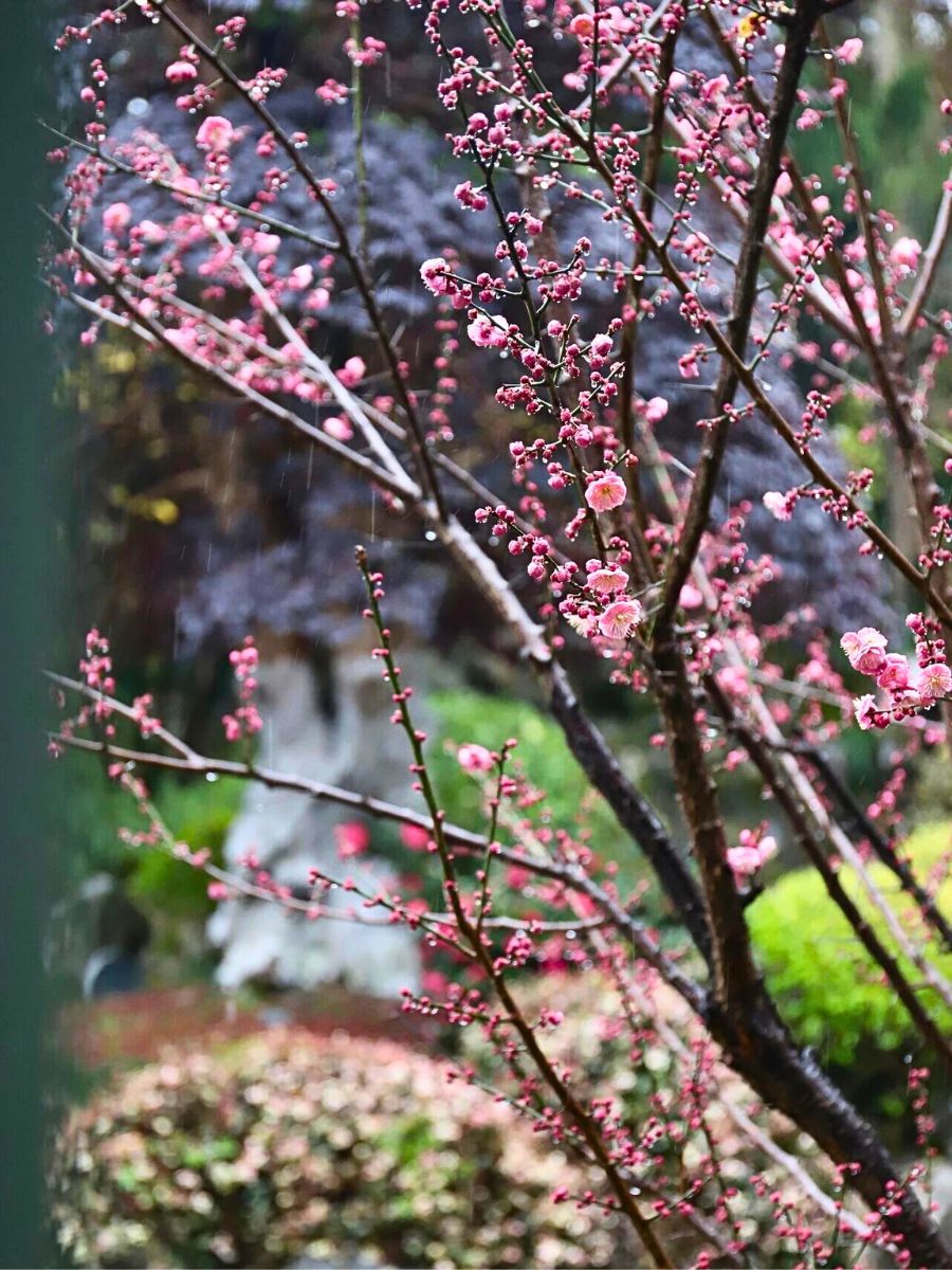 Early Spring Feelings in Hangzhou With Many Plum Blossoms Early Spring Feelings in Hangzhou With Many Plum Blossoms