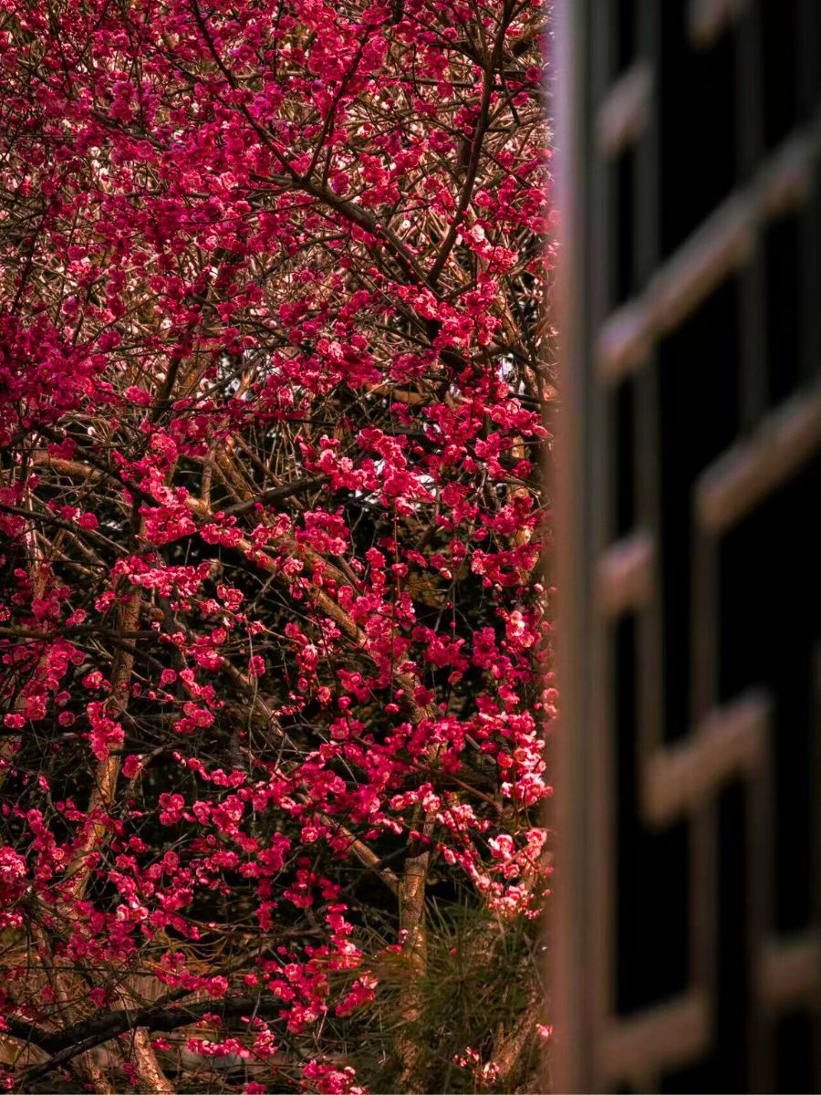Plum Blossoms in Hangzhou Botanical Garden Plum Blossoms in Hangzhou Botanical Garden