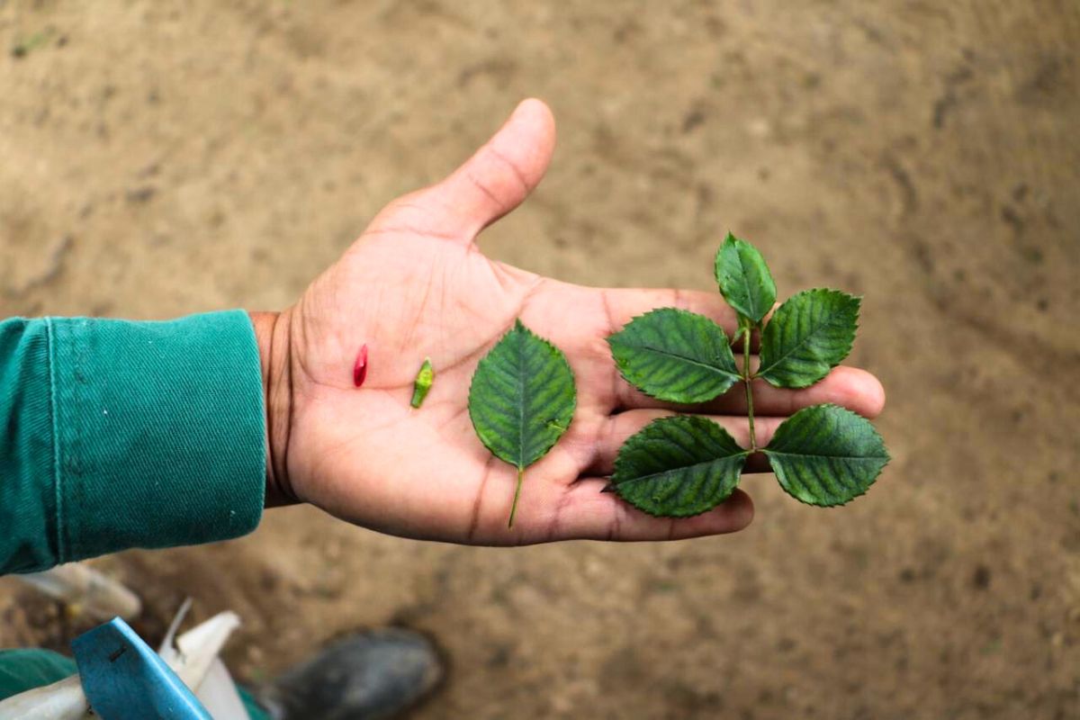 The road to a new variety by Alexandra Farms