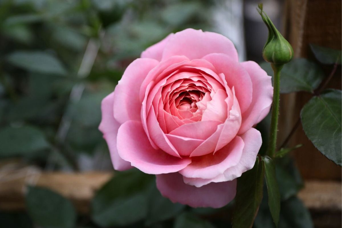 Pink garden rose by Alexandra Farms