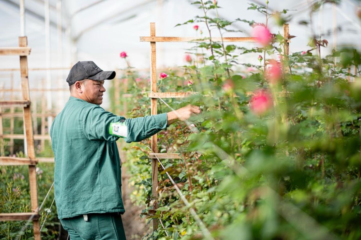 Garden rose harvest at Alexandra Farms