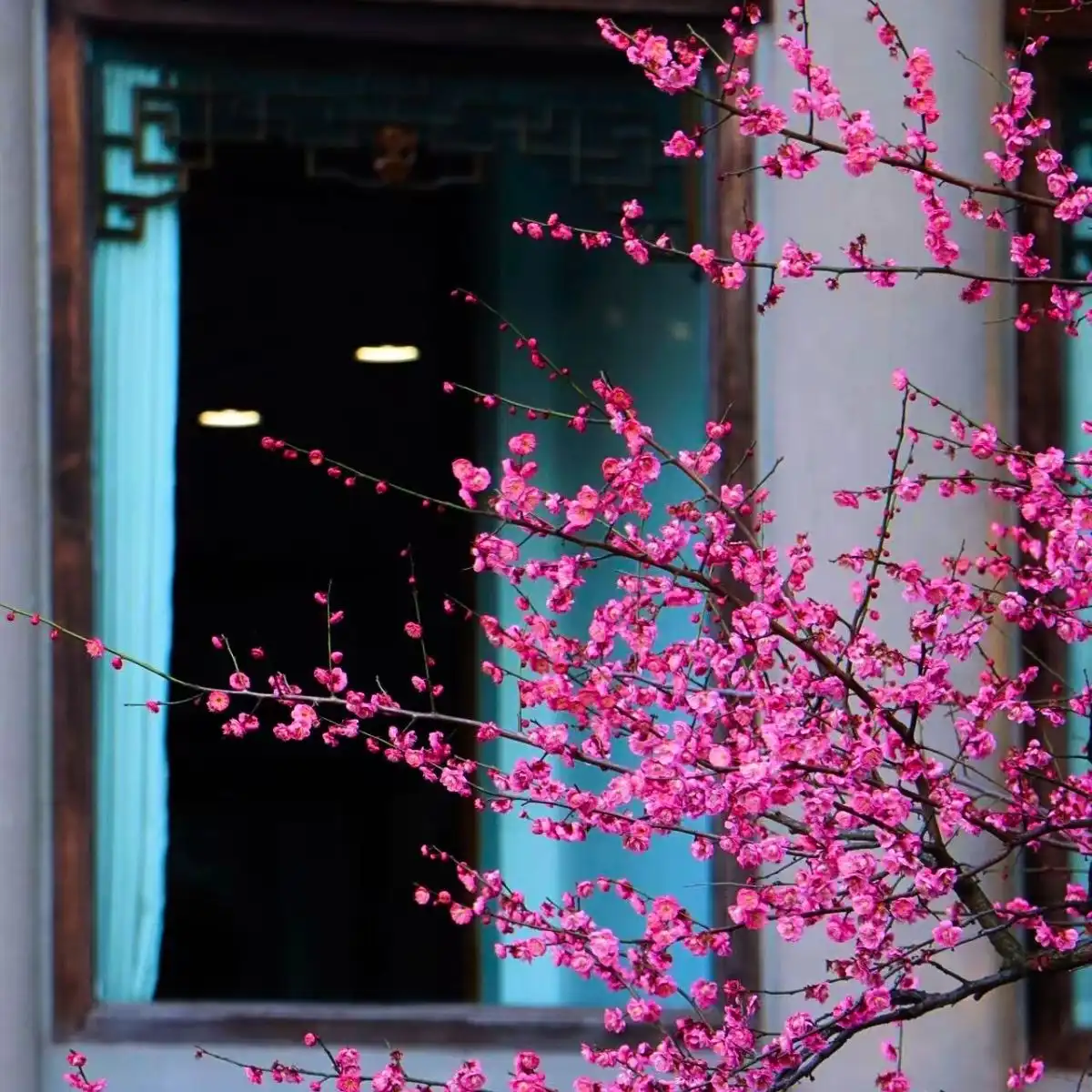 This Is Real - This Is Plum Blossom Season in Hangzhou