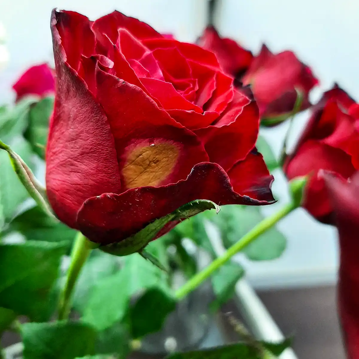 Red rose with Botrytis
