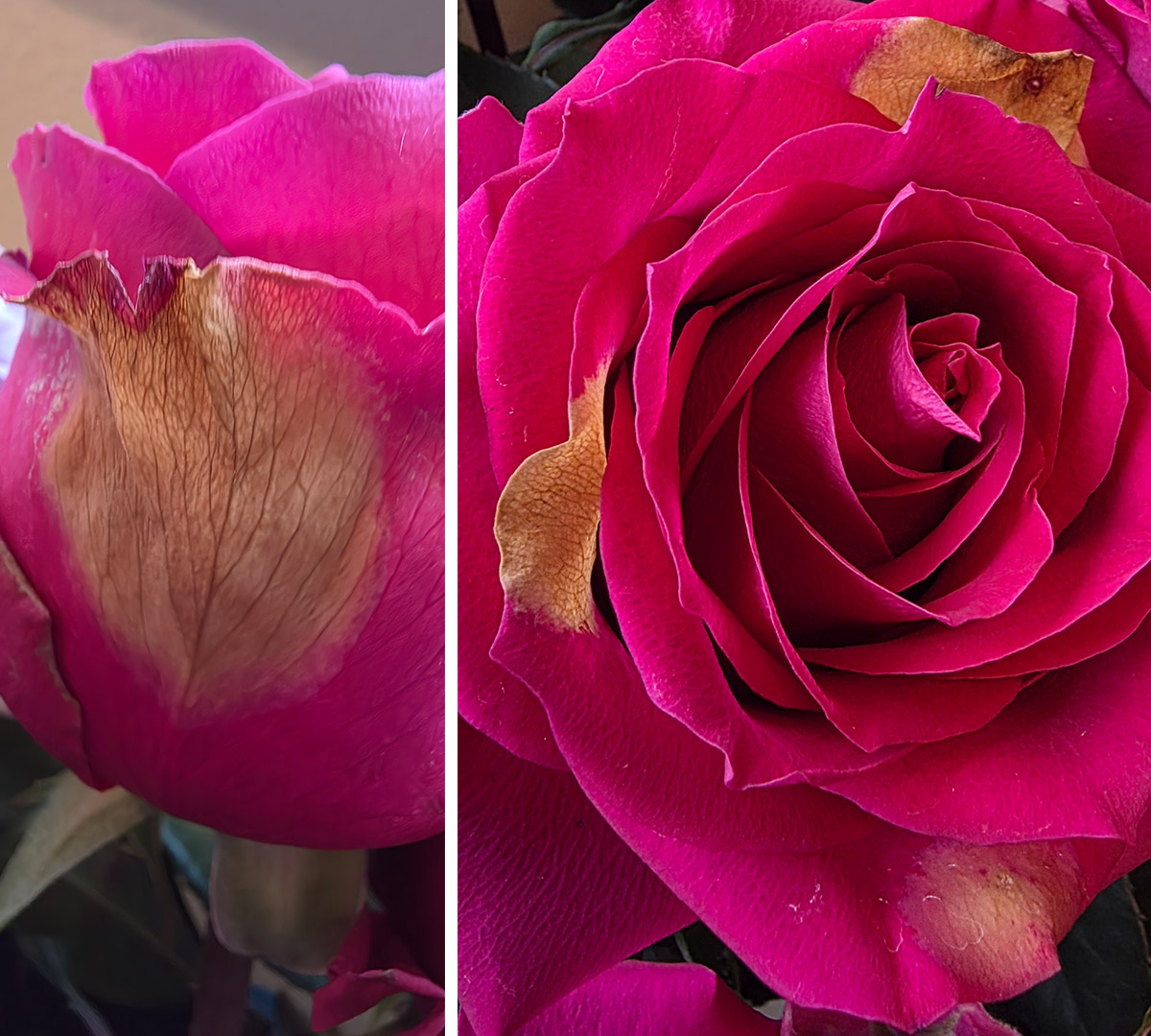 Pink roses with botrytis