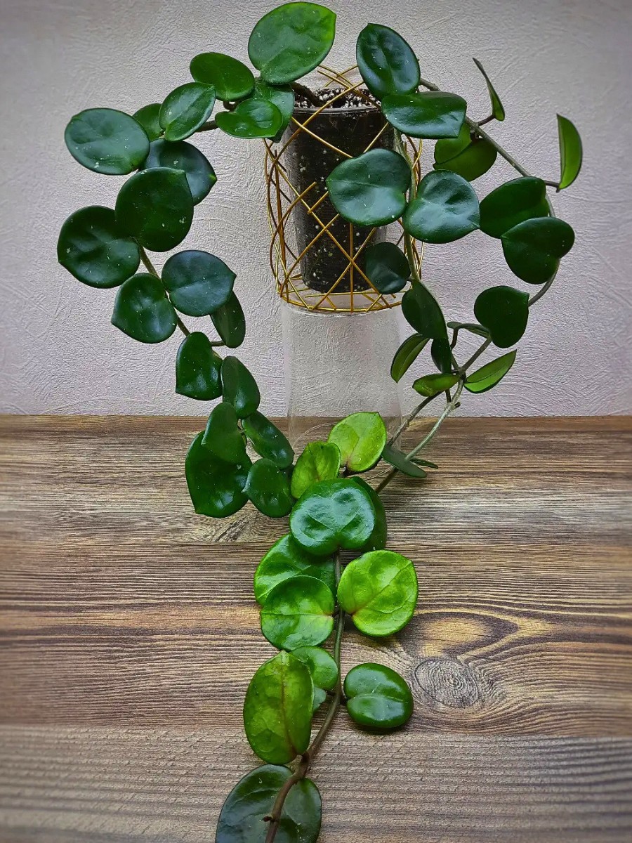 What is the Hoya Chelsea plant? The Hoya Chelsea plant is a cultivar of Hoya carnosa, commonly called the wax plant. 