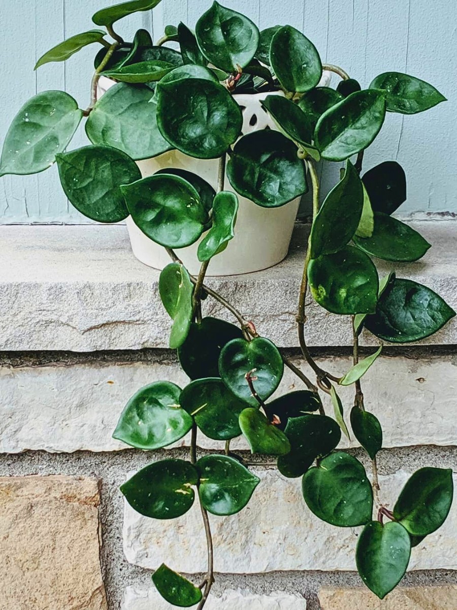 Chelsea Hoya plant, Chelsea wax vine, Hoya Chelsea, Chelsea Hoya, or Hoya carnosa &ldquo;Chelsea.&rdquo; All of these refer to the same trailing houseplant with glossy green foliage and clusters of star shaped Hoya Chelsea flowers when mature.