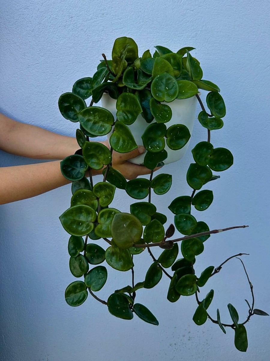 Like other carnosa Hoya plants, the Chelsea Hoya plant likes an airy, chunky potting mix that drains quickly. 